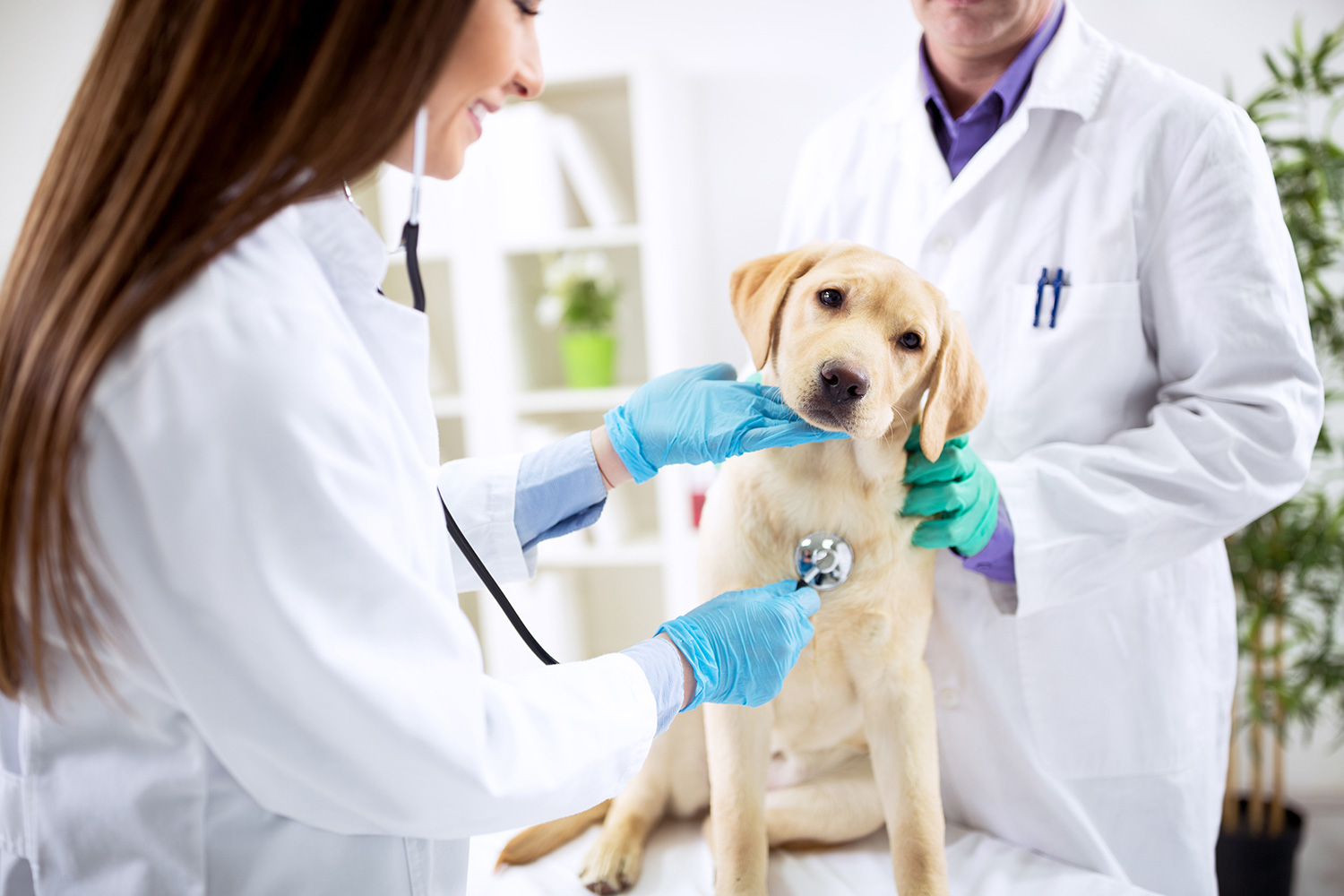 Curso Auxiliar de Veterinária e Pet Shop