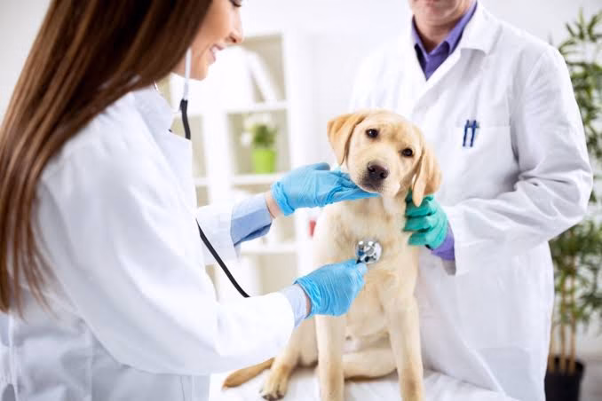 Curso Atendente de Veterinária